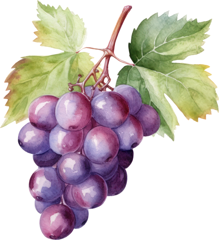 Grapes Fruit Watercolor